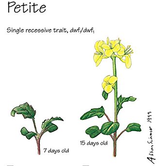 Brassica rapa lab report