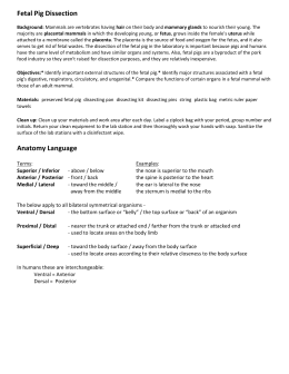 Fetal pig lab report